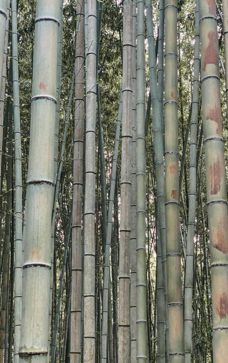 IMG_2448 Majestic bamboo stalks reaching skyward in the serene Arashiyama Bamboo Grove, Kyoto, Japan; a tranquil travel destination and iconic natural landmark showcasing Japanese beauty and culture